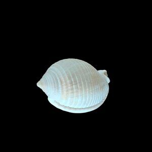 Scoth Bonnet Seashell. Florida 59mm